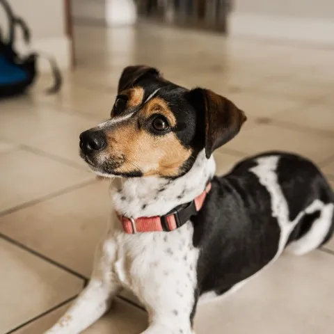 Buddy, boerenfox