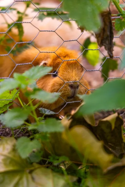 Cavia's 
